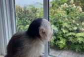 Tiny top capuchin monkey for sale very friendly with kids