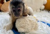 Two cute home trained Baby Face Capuchin Monkeys for adoption