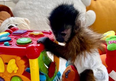 Two cute home trained Baby Face Capuchin Monkeys for adoption