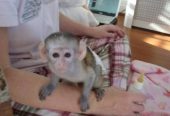 Gorgeous Capuchin Monkey for Sale