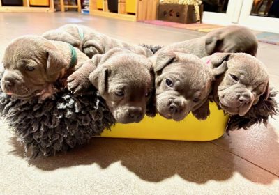 Stunning Litter Of Staff Pups – ALL GONE!!