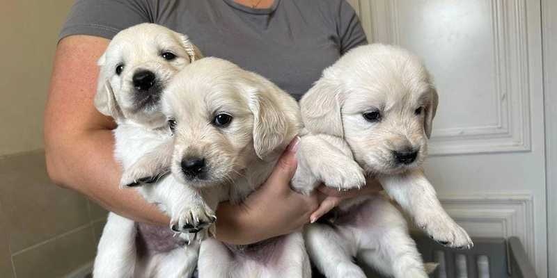 MALE AND FEMALE GOLDEN RETRIVERS AVAILABLE