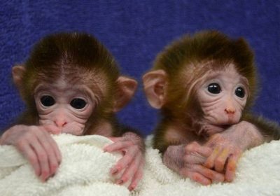 family-friendly Capuchin monkeys