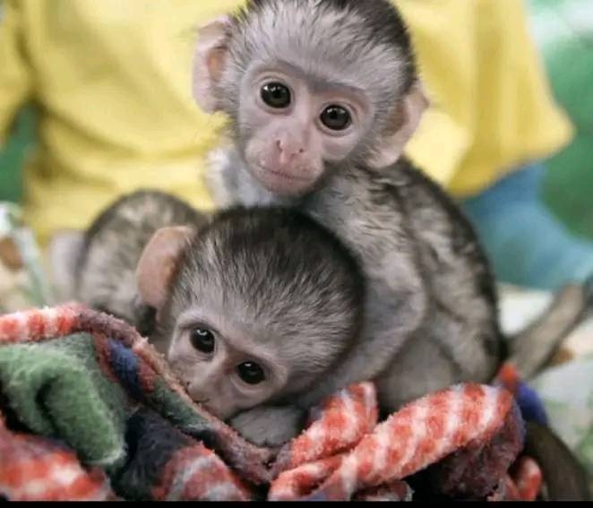 CUTE LOVELY CAPUCHIN MONKEYS FOR SALE