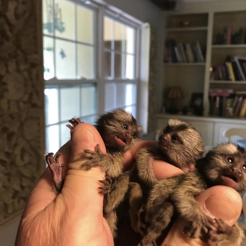 Great Companions Baby marmoset Monkeys ready to go