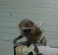Lovely Baby Capuchin Monkeys
