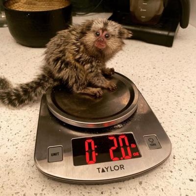 Well Trained Finger Marmoset Monkeys