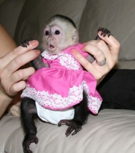 Male and Female Capuchin Monkeys