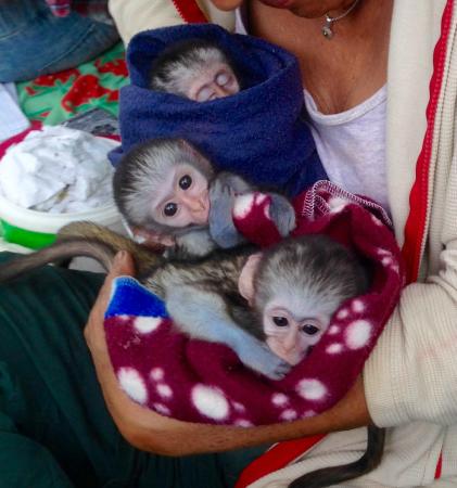 Beautiful Capuchin and Macaque Monkey for Adoption