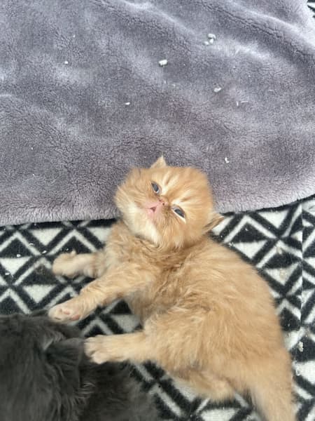 Ful Persian kittens Ready Now