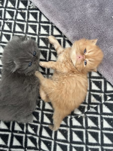 Ful Persian kittens Ready Now