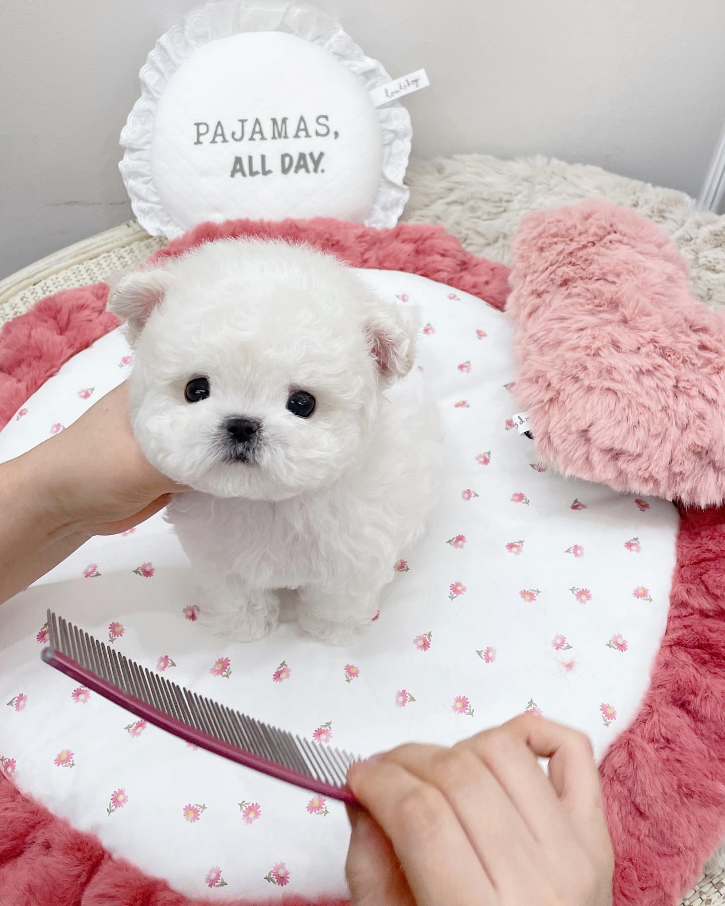 Small breed puppies looking for new home
