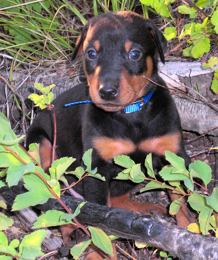 Doberman Puppies for adoption