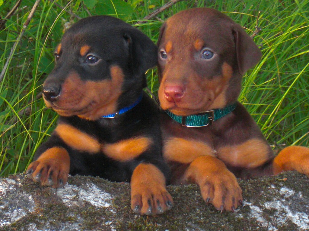 Doberman Puppies for adoption