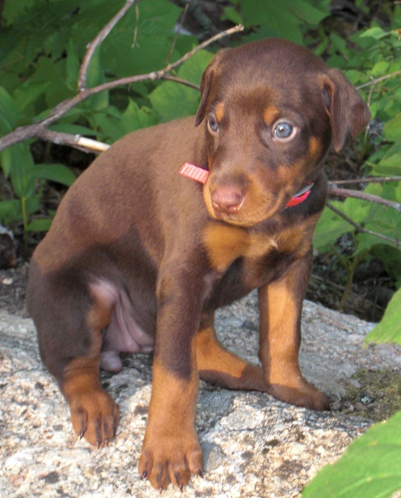 Doberman Puppies for adoption