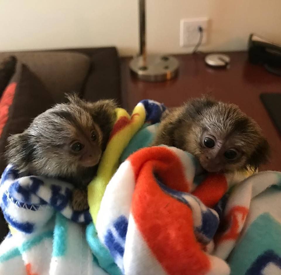 Cute adorable Capuchin and marmoset