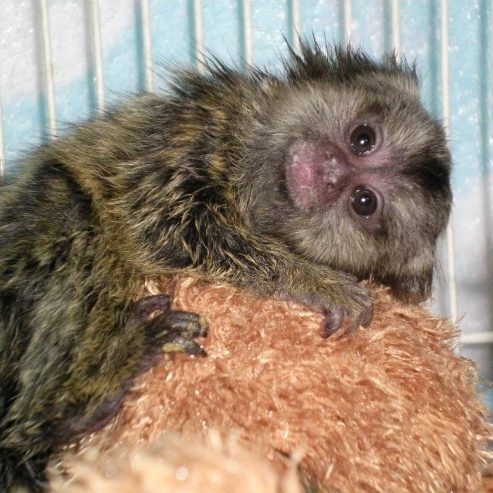 Cute adorable Capuchin and marmoset