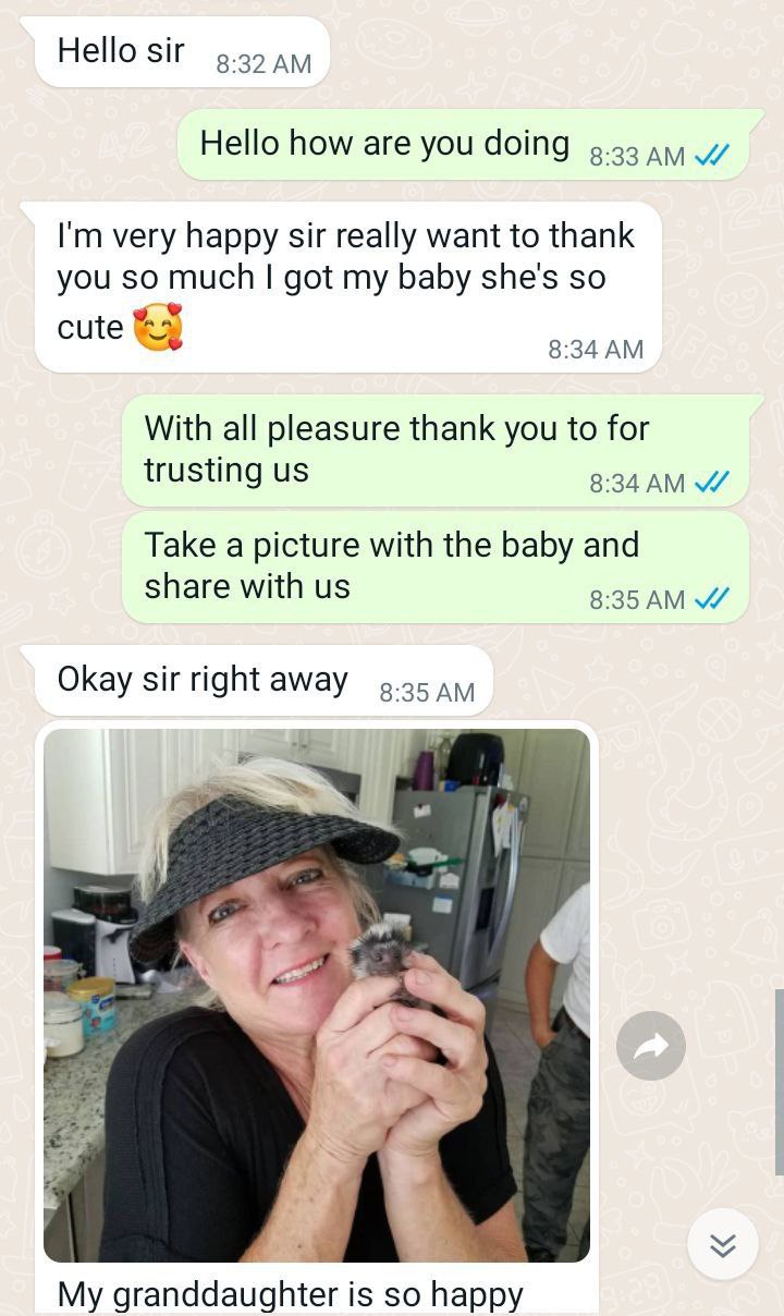 Cute adorable Capuchin and marmoset