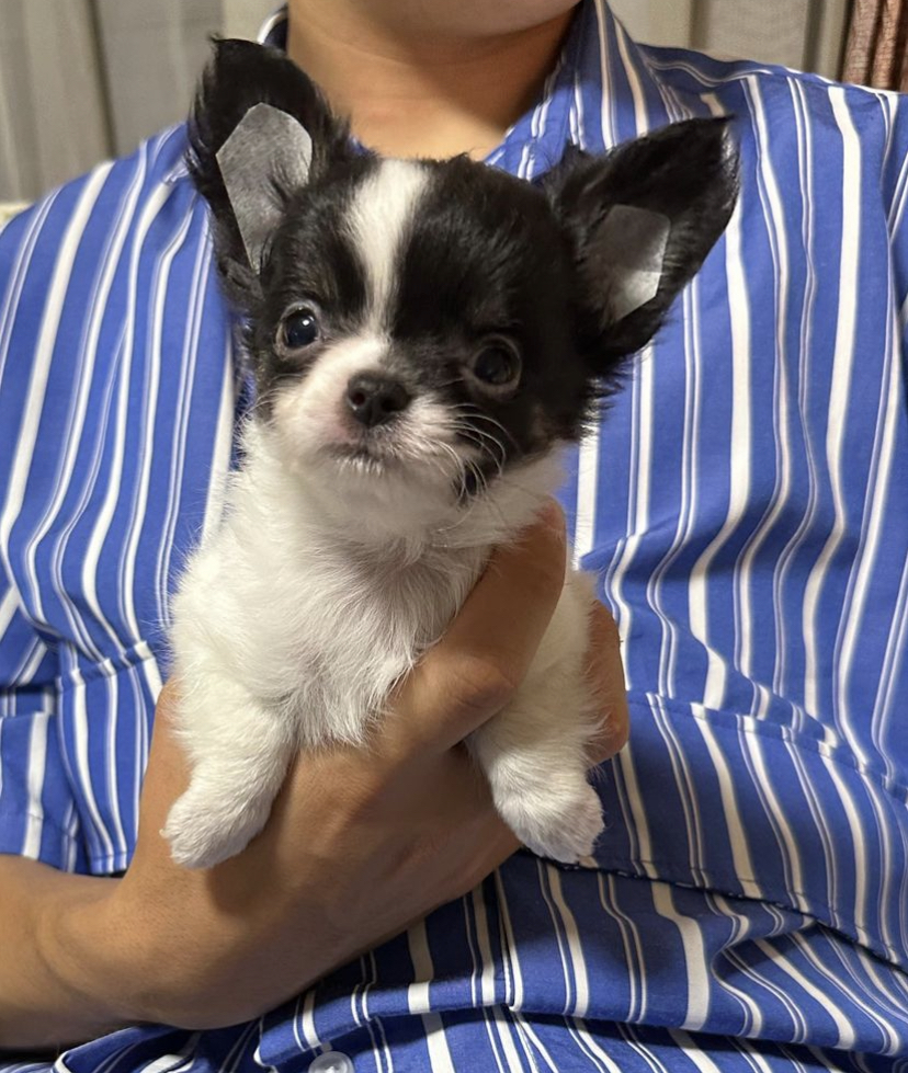 Chihuahua puppies for adoption