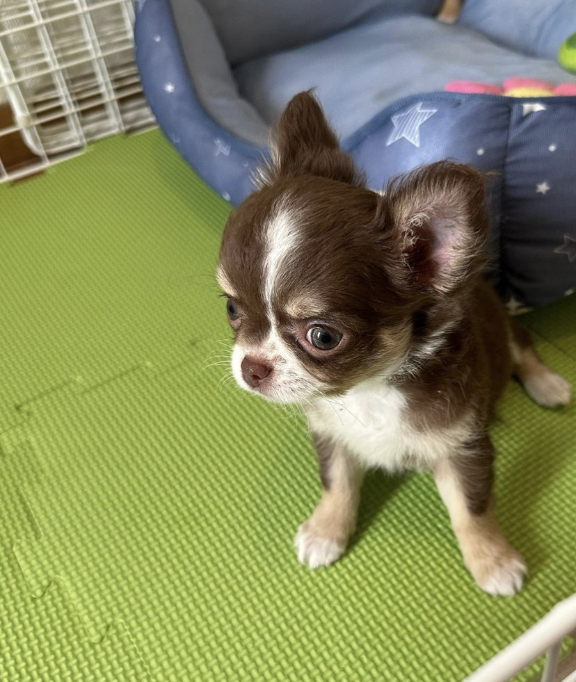Chihuahua puppies for adoption