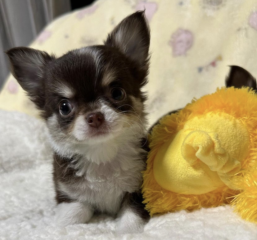 Chihuahua puppies for adoption