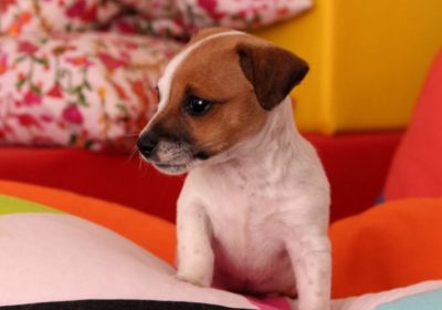 Lovely,adorable, and friendly chihuahua puppies for sale