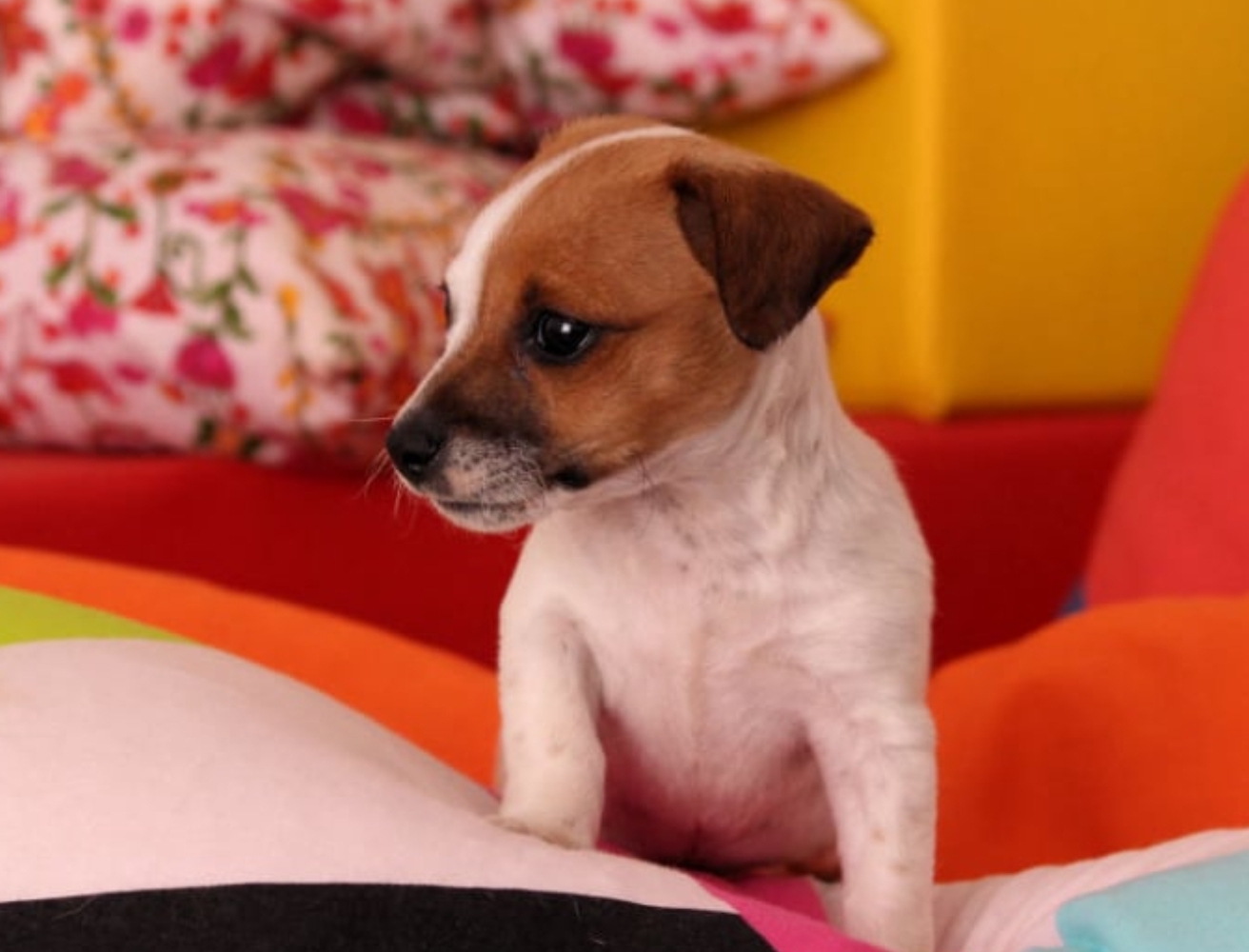 Lovely,adorable, and friendly chihuahua puppies for sale