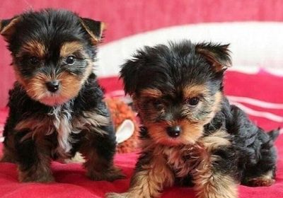 Gift registered Yorkshire Puppies