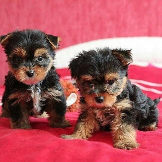 Gift registered Yorkshire Puppies