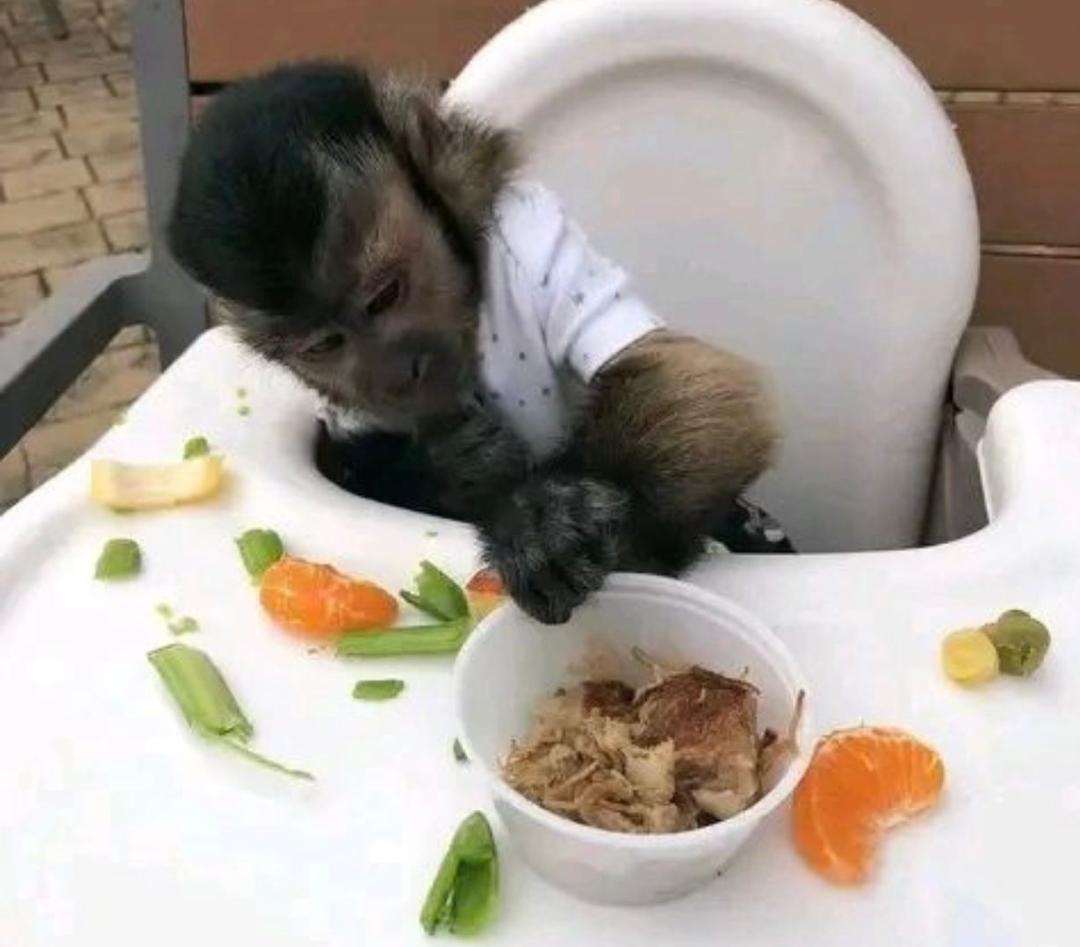 Baby Capuchin Monkeys For sale