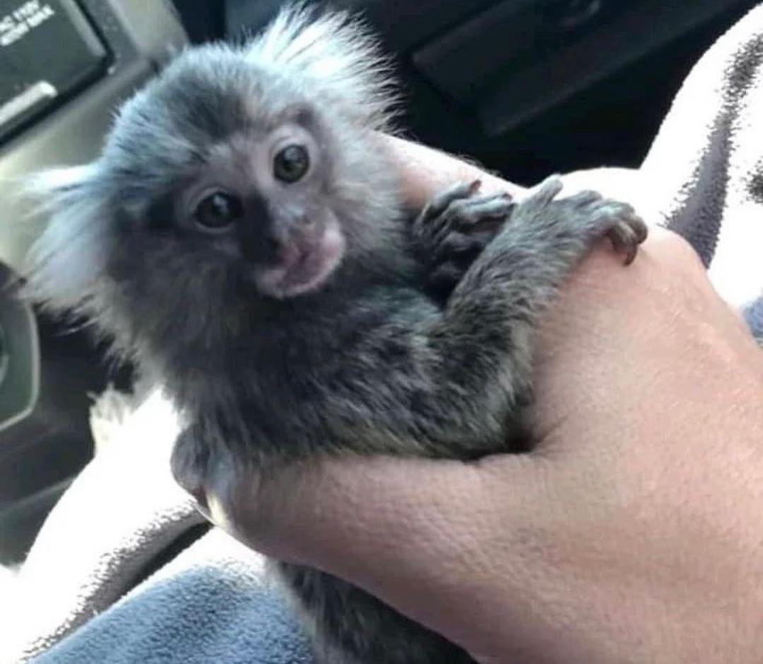 Home Raised Monkeys for sale