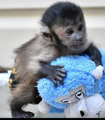 Baby Capuchin Monkey ready to go