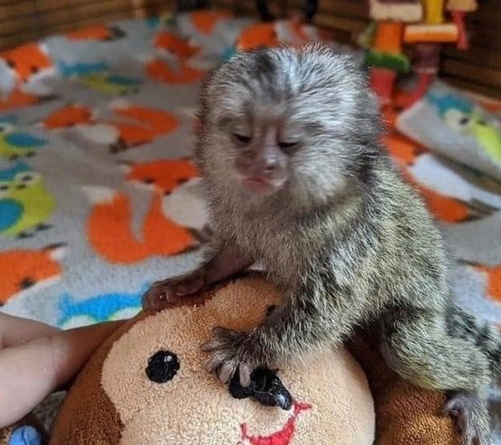 Sweet Capuchin Monkey for sale