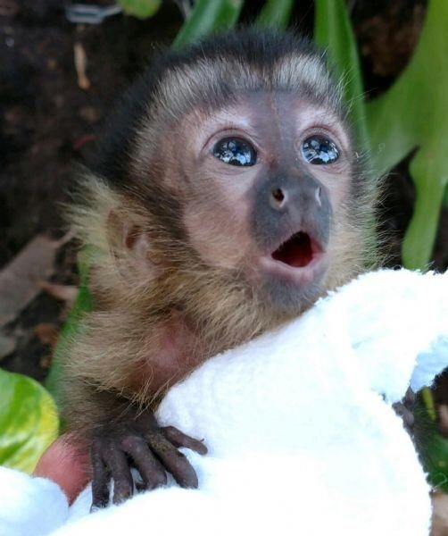 Male And Female Capuchin Monkeys For Adoption