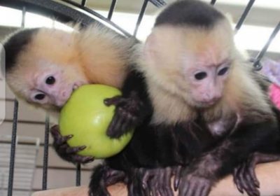 Urgent Home Needed For Capuchin Monkeys For Adoption