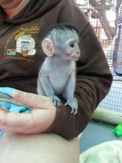 Baby Capuchin Monkeys Available