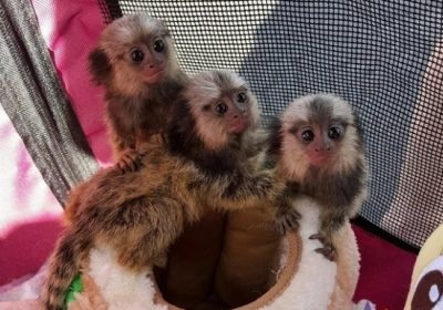 Baby Marmoset Monkeys Available For Valentine