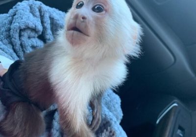 Adorable Capuchin Monkeys Available For Sale