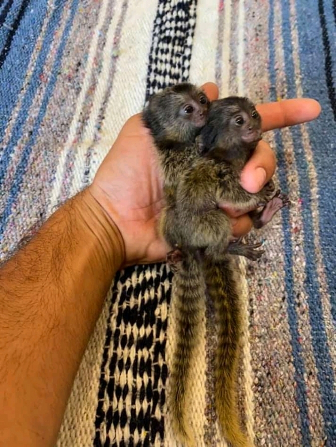 Cute,lovely Marmoset Monkey For Adoption
