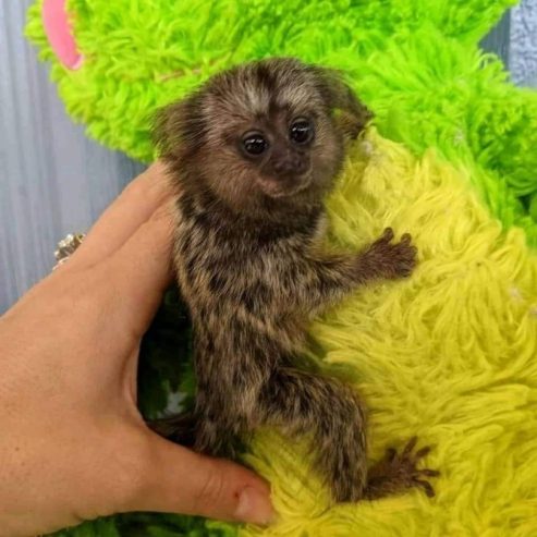 Baby Marmoset Monkey
