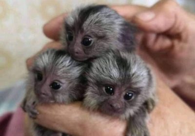 ad-img-20220913-wa0004-jpg-gnky