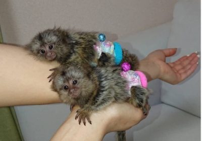 ad-img-20230302-184013-398-jpg-283d