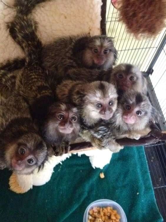 Wonderful Marmoset Monkeys Available
