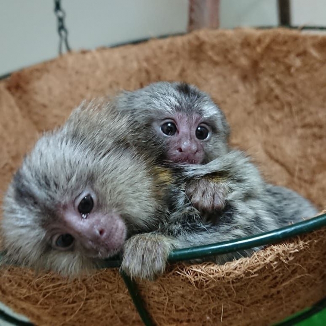 Amazing Baby Marmoset Monkeys Available