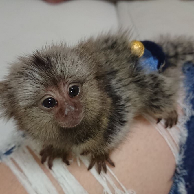 Beautiful Marmoset Monkeys Available