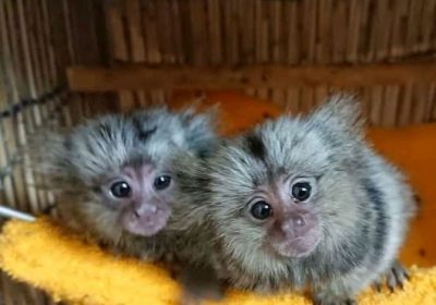 Two Baby Marmoset Monkeys For Adoption