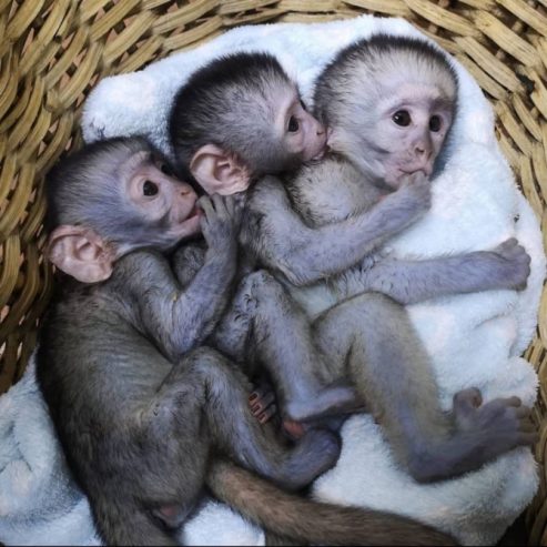 Baby Capuchin Monkeys Available For Rehoming