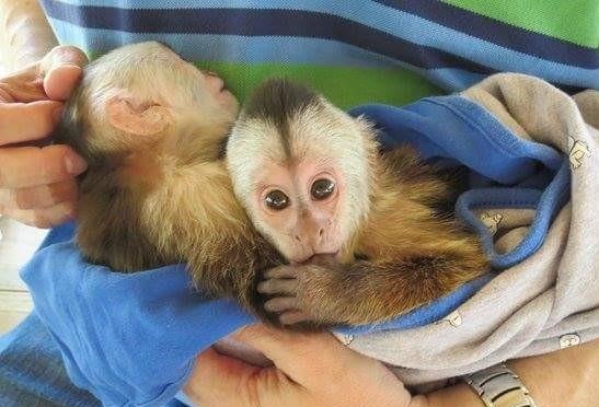Wonderful Lovely Capuchin monkey