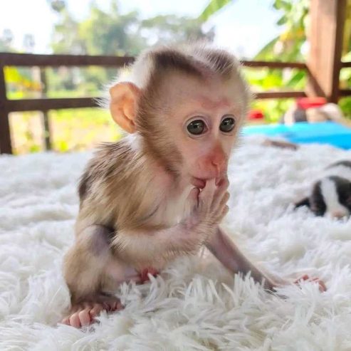 excellent Baby Face Capuchin Monkeys