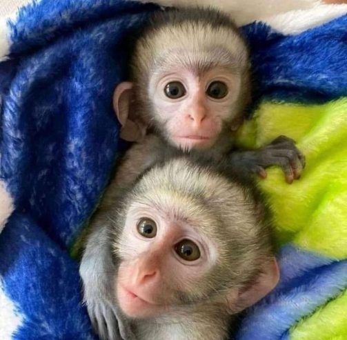 Awesome Baby Capuchin Monkeys